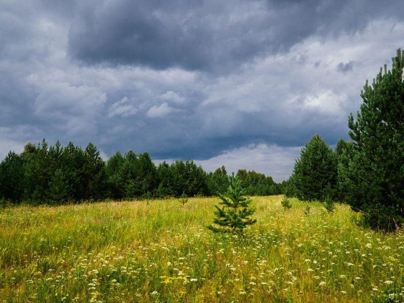 Pasture Clearing in Salt Lake City, UT